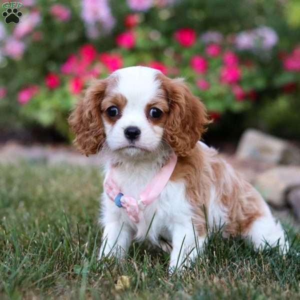 Missy, Cavalier King Charles Spaniel Puppy